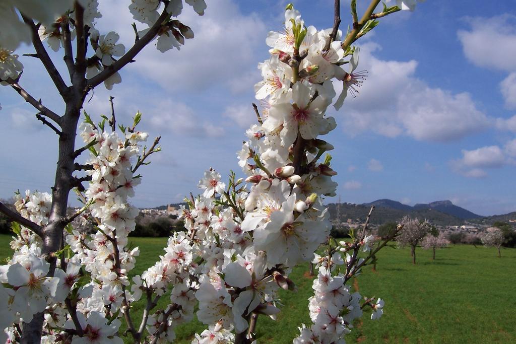 Agroturisme Can Bessol S'Horta Camera foto